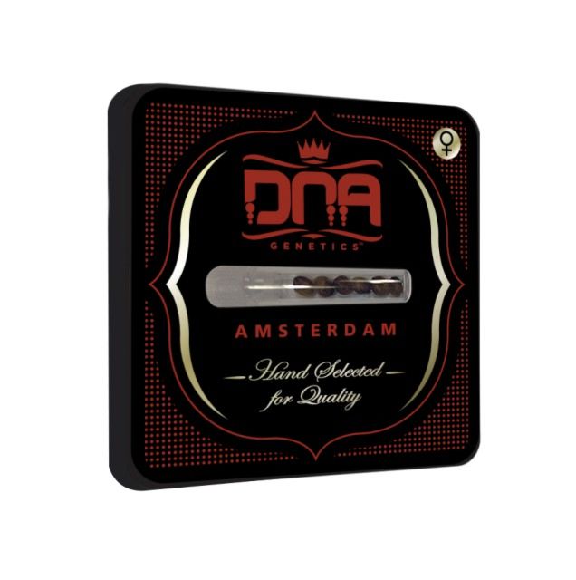 Kosher Dawg Female Cannabis Seeds by DNA Genetics
