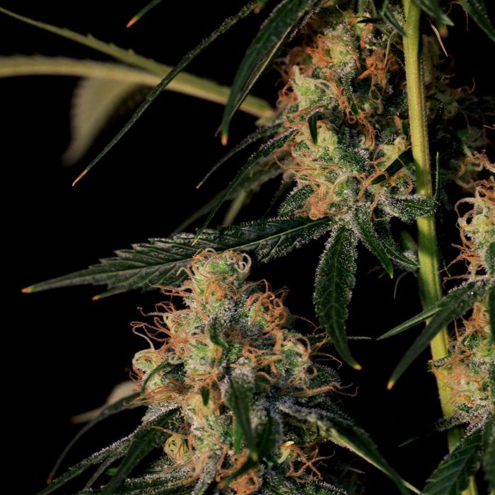 Electric Avenue Regular Cannabis Seeds by Original Dampkring Genetics