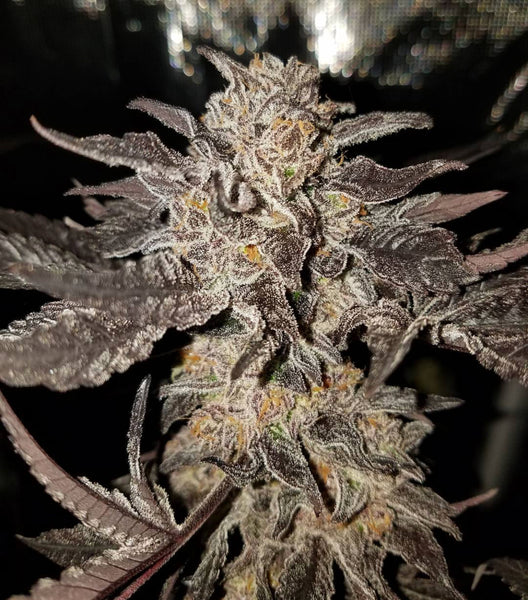 Tropicanna Punch BX1 Regular Cannabis Seeds by Oni Seed Co