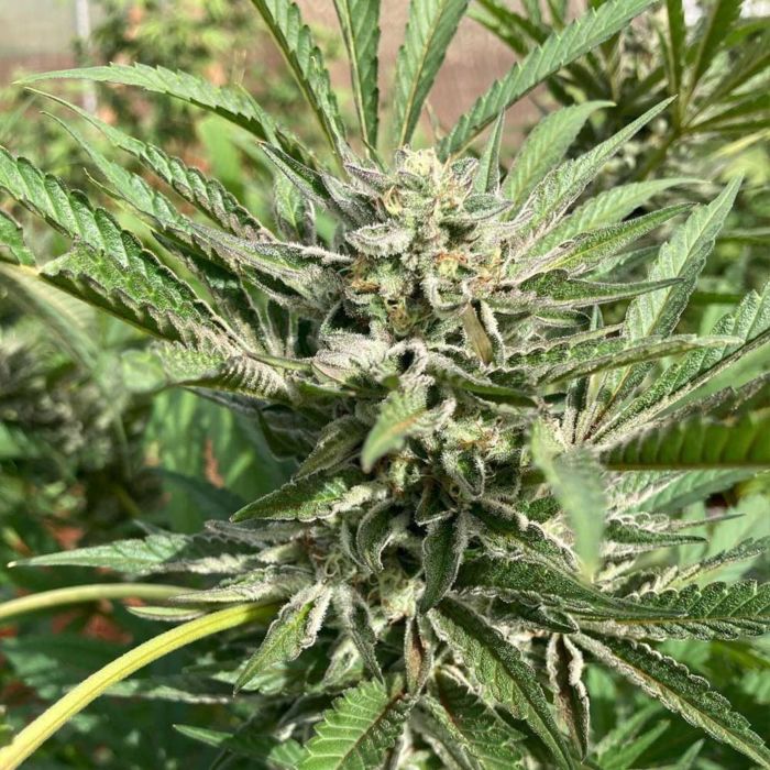 Green River by Pakalolo Seed Cannabis Seedbank