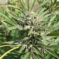 Green River by Pakalolo Seed Cannabis Seedbank