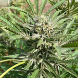 Green River by Pakalolo Seed Cannabis Seedbank