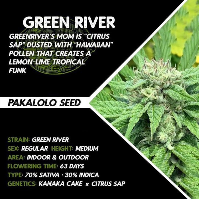 Green River by Pakalolo Seed Cannabis Seedbank