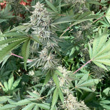 Haole Brownie by Pakalolo Seed Cannabis Seedbank