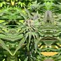 Haole Brownie by Pakalolo Seed Cannabis Seedbank