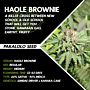 Haole Brownie by Pakalolo Seed Cannabis Seedbank
