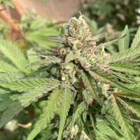 Haole Brownie by Pakalolo Seed Cannabis Seedbank