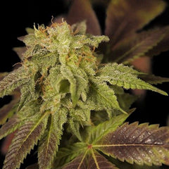 René Female Cannabis Seeds by House Of The Great Gardener