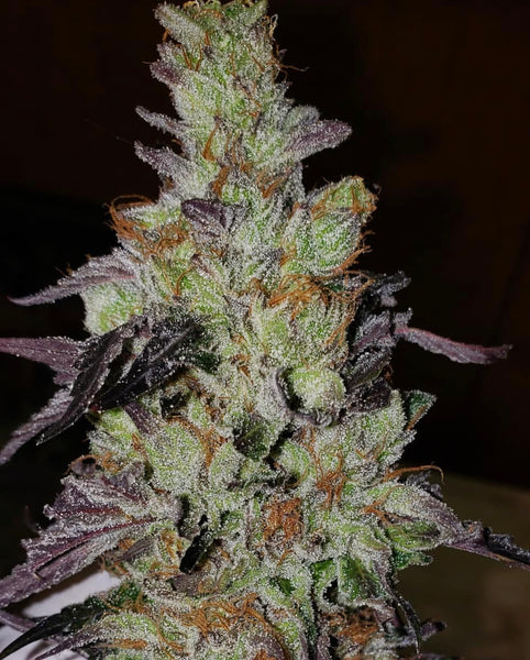 Strawpicanna Regular Cannabis Seeds by Oni Seed Co