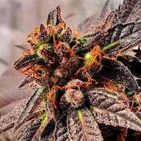 Jelly Tots Cannabis Seeds by Holy Smoke
