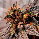 Jelly Tots Cannabis Seeds by Holy Smoke
