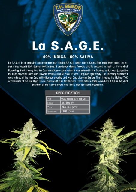 La S.A.G.E. Female Cannabis Seeds by T.H.Seeds