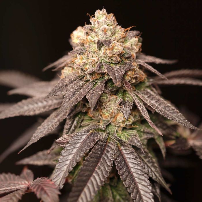 Lemon Curd Regular Cannabis Seeds by Perfect Tree Seeds