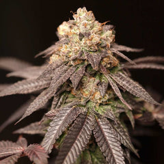 Lemon Curd Regular Cannabis Seeds by Perfect Tree Seeds