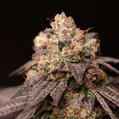 Lemon Curd Regular Cannabis Seeds by Perfect Tree Seeds