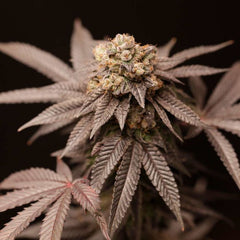 Lemon Curd Regular Cannabis Seeds by Perfect Tree Seeds