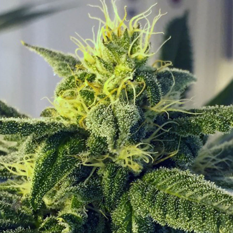 Party Monzter Regular Cannabis Seeds by Dark Horse Genetics