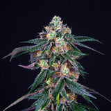Midnight Sunset Female Weed Seeds by Perfect Tree