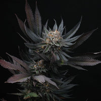 Mimozz Feminized Cannabis Seeds by Perfect Tree