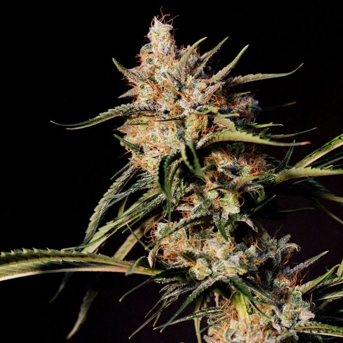 New Jack City Regular Cannabis Seeds by Original Dampkring Genetics