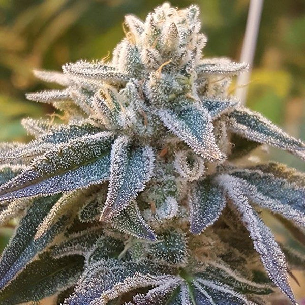 Pamelina Regular Cannabis Seeds by Rare Dankness