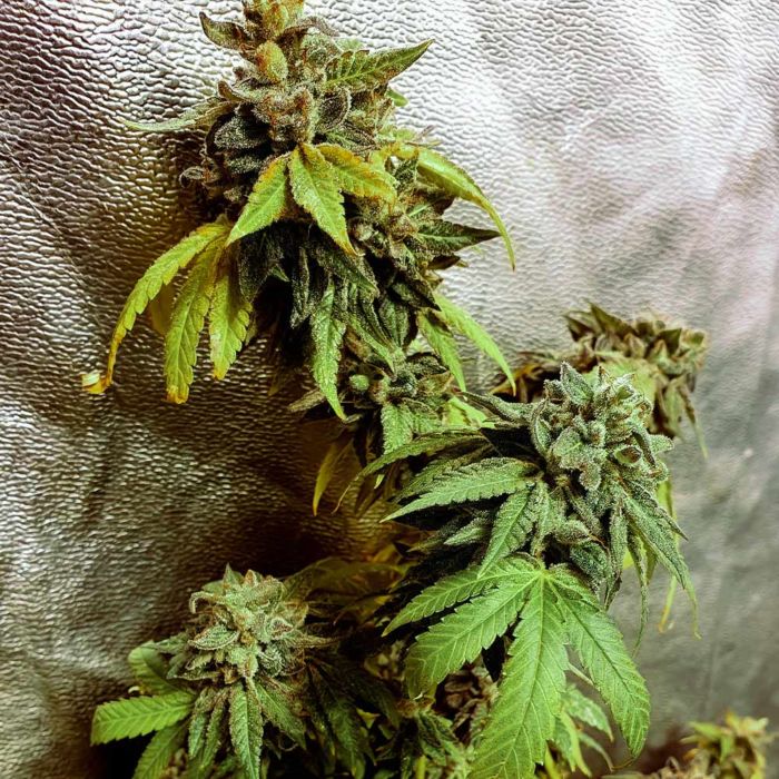 Pancakes N Ice-Cream Regular Cannabis Seeds by Holy Smoke Seeds