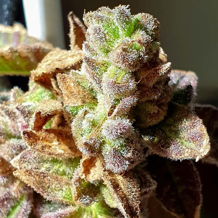Pancakes N Ice-Cream Regular Cannabis Seeds by Holy Smoke Seeds