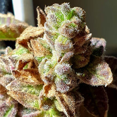 Pancakes N Ice-Cream Regular Cannabis Seeds by Holy Smoke Seeds