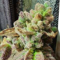 Pancakes N Ice-Cream Regular Cannabis Seeds by Holy Smoke Seeds