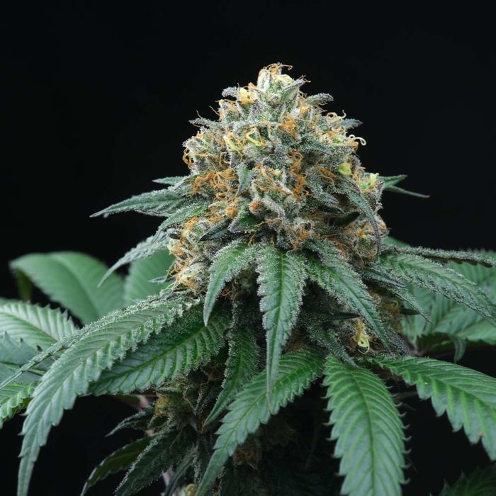 Peach Lassi Regular Cannabis Seeds by Perfect Tree Seeds