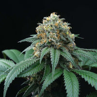 Peach Lassi Regular Cannabis Seeds by Perfect Tree Seeds