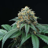 Peach Lassi Regular Cannabis Seeds by Perfect Tree Seeds
