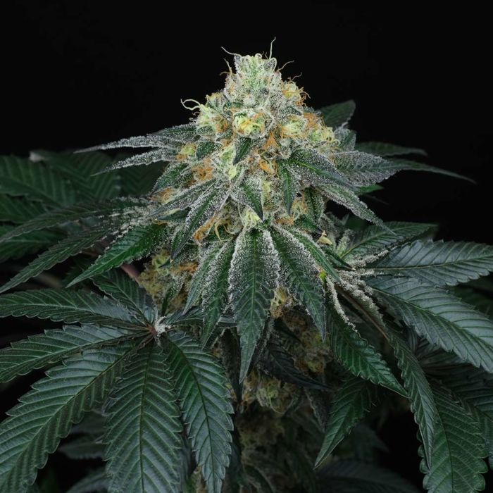 Peach Lassi Regular Cannabis Seeds by Perfect Tree Seeds