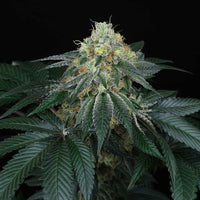 Peach Lassi Regular Cannabis Seeds by Perfect Tree Seeds