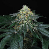 Peach Lassi Regular Cannabis Seeds by Perfect Tree Seeds