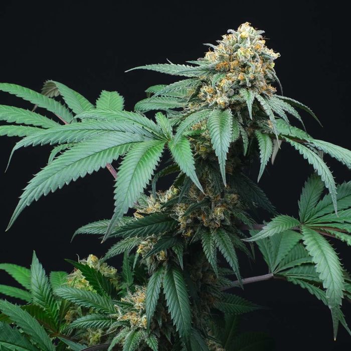 Peach Lassi Regular Cannabis Seeds by Perfect Tree Seeds