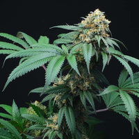 Peach Lassi Regular Cannabis Seeds by Perfect Tree Seeds