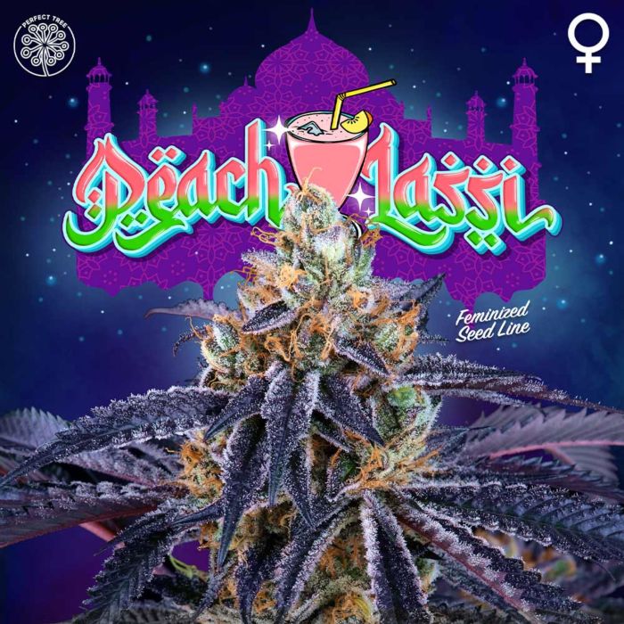 Peach Lassi Feminized Cannabis Seeds by Perfect Tree