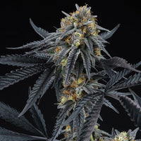 Peach Sherbert OG Feminized Cannabis Seeds by Perfect Tree