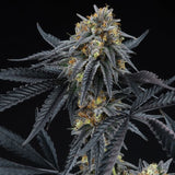 Peach Sherbert OG Feminized Cannabis Seeds by Perfect Tree