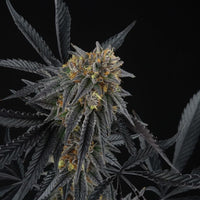 Peach Sherbert OG Feminized Cannabis Seeds by Perfect Tree