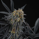 Peach Sherbert OG Feminized Cannabis Seeds by Perfect Tree