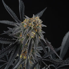 Peach Sherbert OG Feminized Cannabis Seeds by Perfect Tree