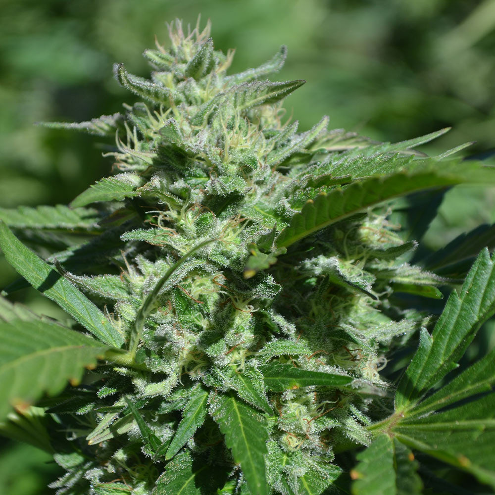 Pineapple Passion Zmoothie Cannabis Seeds by Terp Hogz