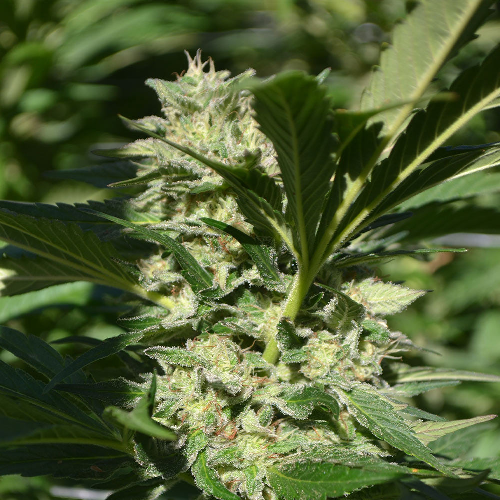 Pineapple Passion Zmoothie Cannabis Seeds by Terp Hogz