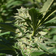 Pineapple Passion Zmoothie Cannabis Seeds by Terp Hogz