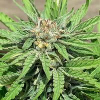 Punani by Pakalolo Seed Cannabis Seedbank