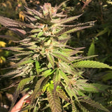 Punani by Pakalolo Seed Cannabis Seedbank