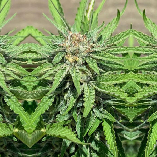 Punani by Pakalolo Seed Cannabis Seedbank