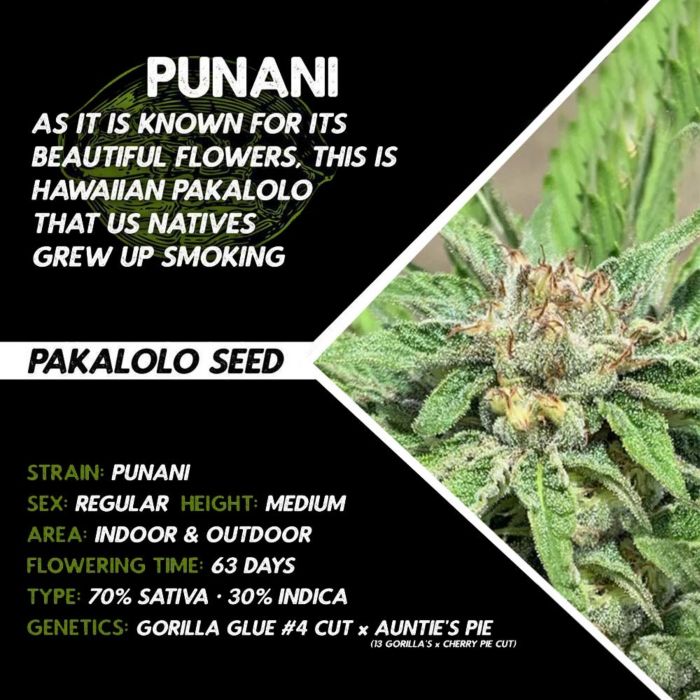 Punani by Pakalolo Seed Cannabis Seedbank